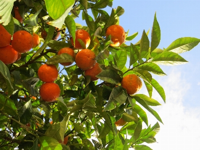 Orange oranges blue sky Photo