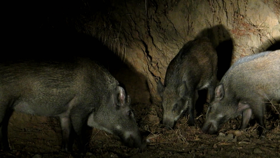 La nature sauvage
 sanglier nuit faune