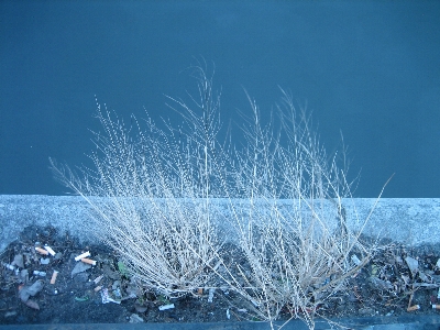 寒い タバコ 自然 植物 写真