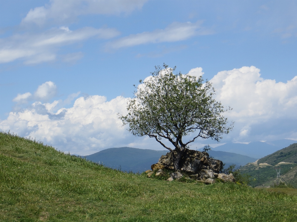 Tree stones rock mountain