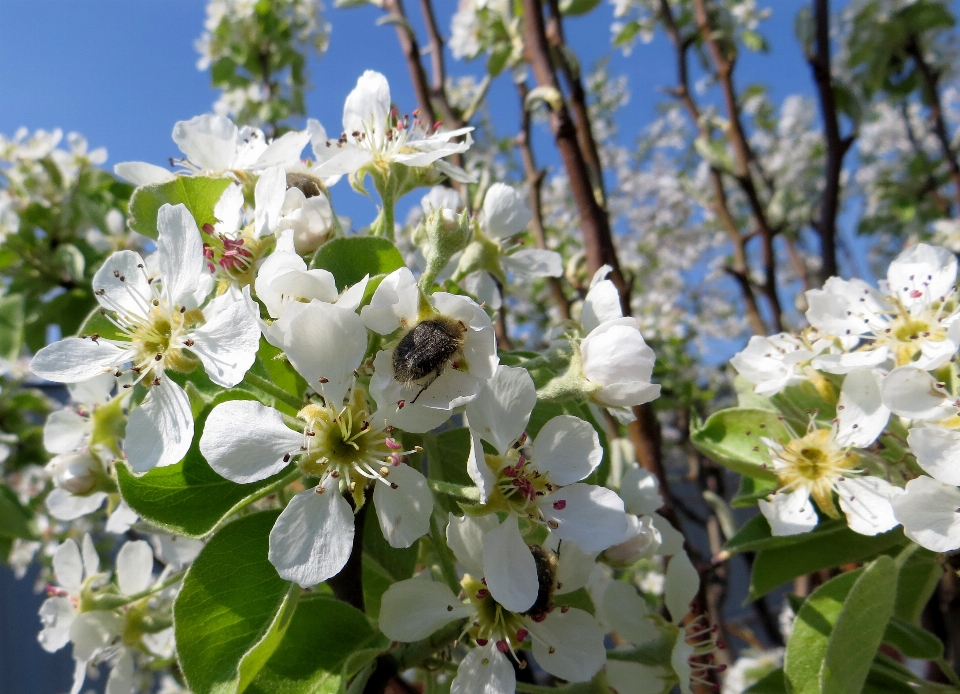 Primavera insetto fiori fiore