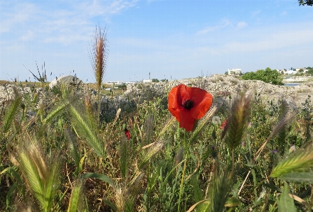 Crimea landscape greek ancient Photo