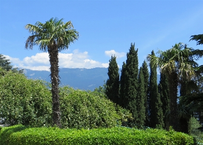 Palm tree idyllic paradise Photo