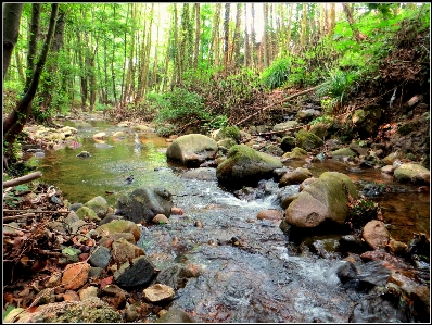 Foto Anak sungai hutan batu