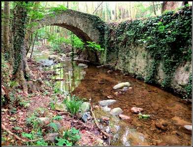 Landscape forest brook river Photo