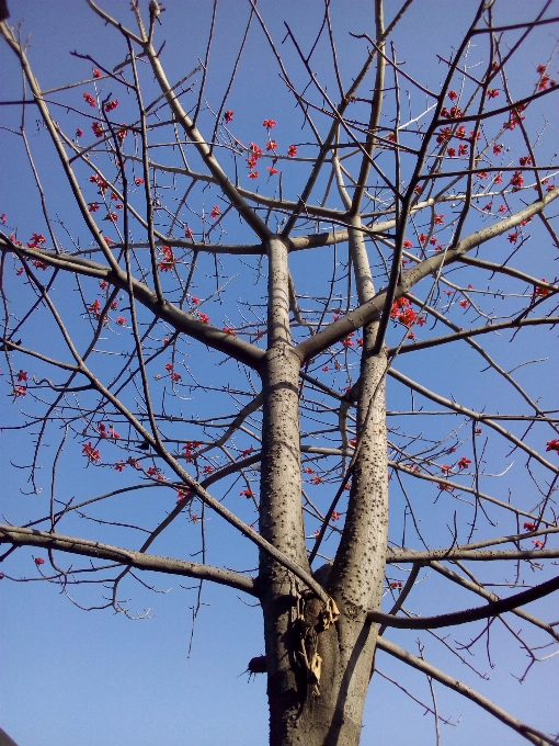 Baum zweig himmel holzige pflanze
