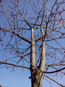 Tree branch sky woody plant Photo