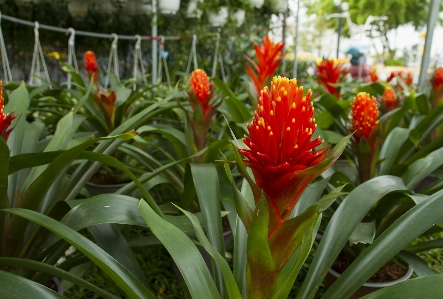 Flower asia asian vietnam Photo