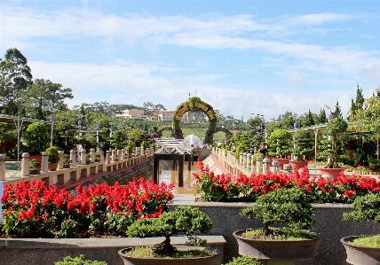 Flower asia asian vietnam Photo