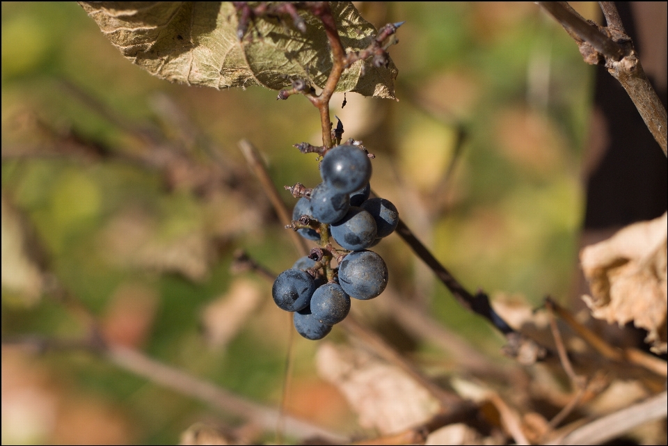 Uvas vino jardines
 fruta