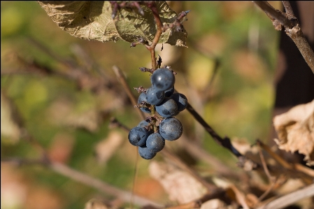 Grapes wine gardens fruit Photo