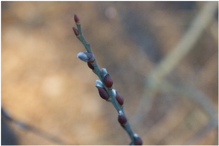 Twig spring branch bud Photo