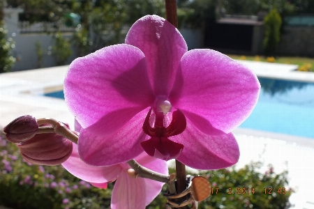 Foto Orquídea flor planta rosa