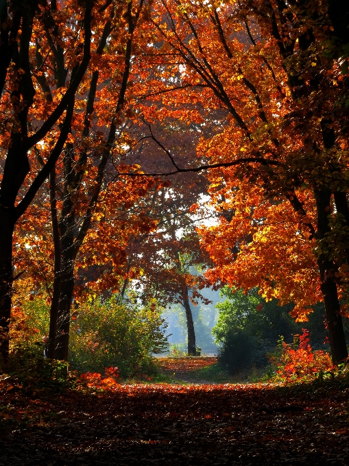 Autumn nature leaf woodland