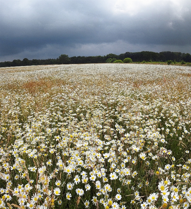 White flower field wildflower