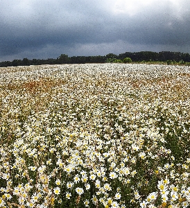 White flower field wildflower Photo