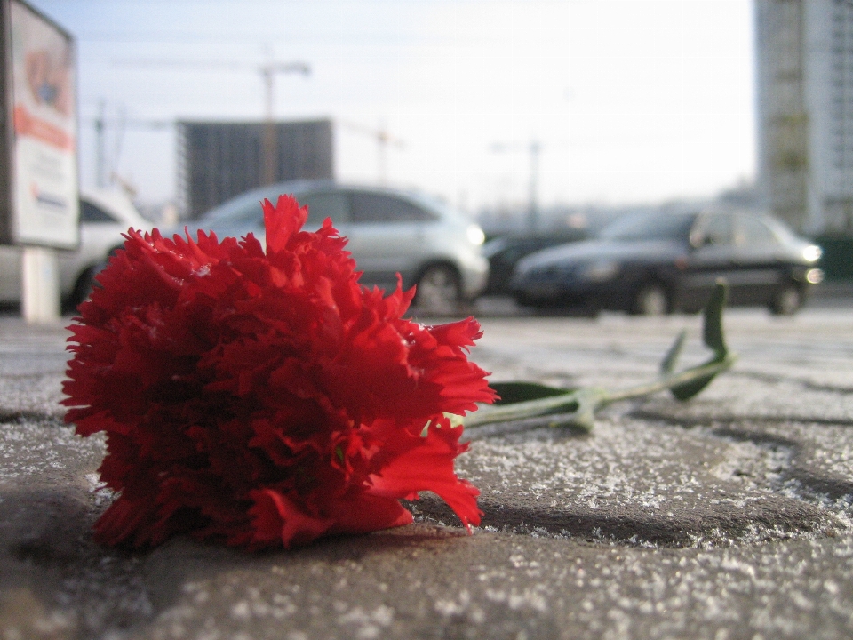 Red flower snow winter