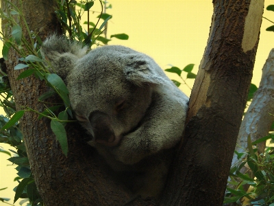 Foto Koala sonno assonnato dormire