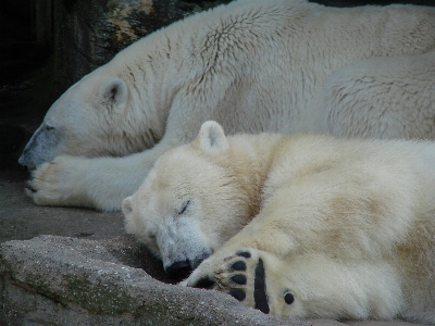 White bear polar Photo