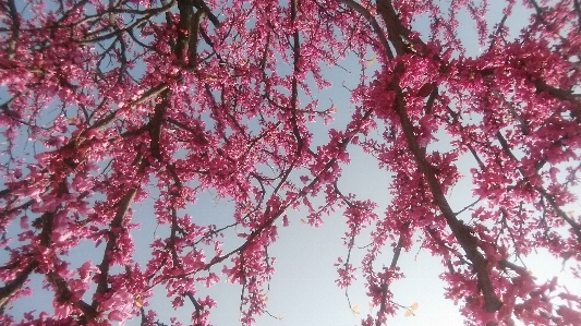 赤いつぼみ
 空 フラワーズ 春 写真