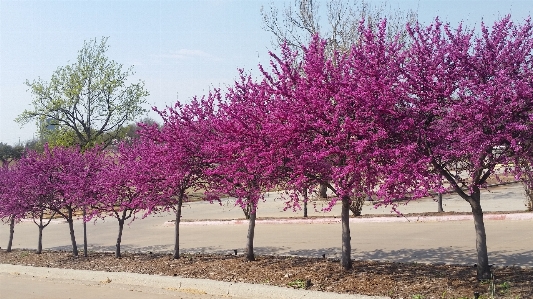 Trees spring oklahoma sky Photo