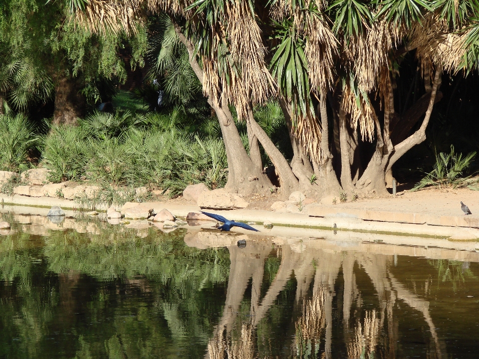 Park water palm tree bird