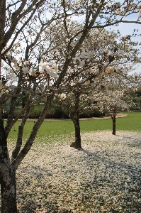 Blume baum frühling blüte Foto