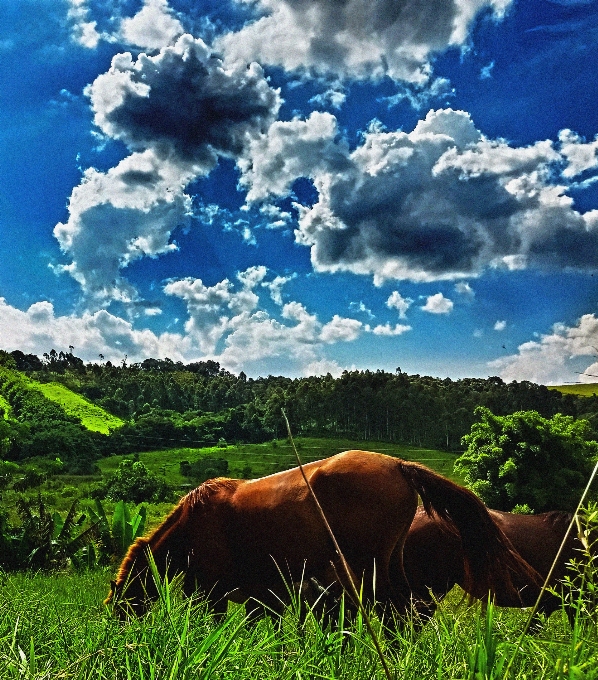 Horse sky grassland nature