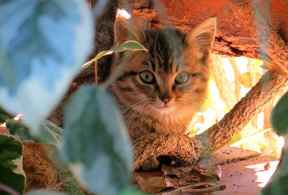 Kucing hewan peliharaan binatang lokal
