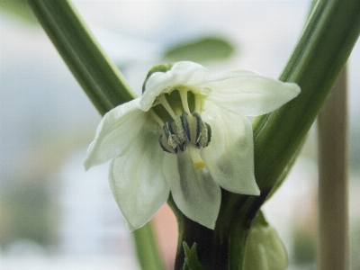 Foto Flor florescendo pimenta cortar