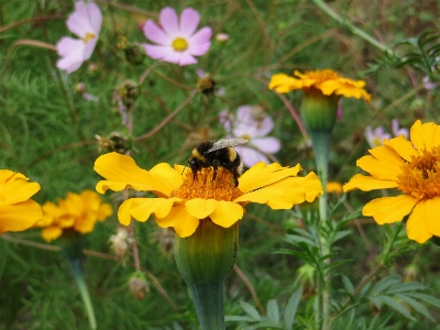 Photo Abeille fleur insecte été