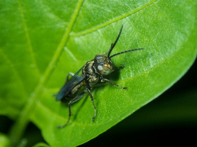 Foto Inseto pimenta vespa natureza