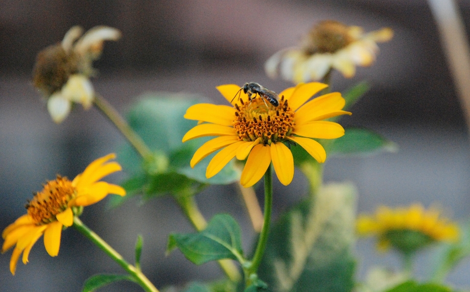 Flor amarelo flores amarelas
 formiga