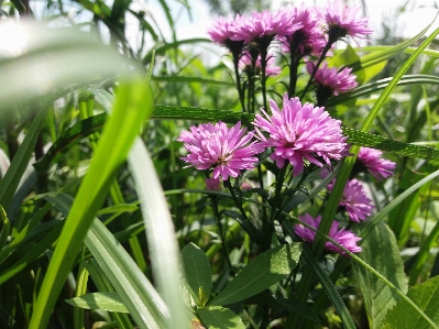 Foto Bunga tanaman flora rumput