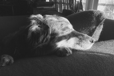 Dog sunlight black and white noir Photo