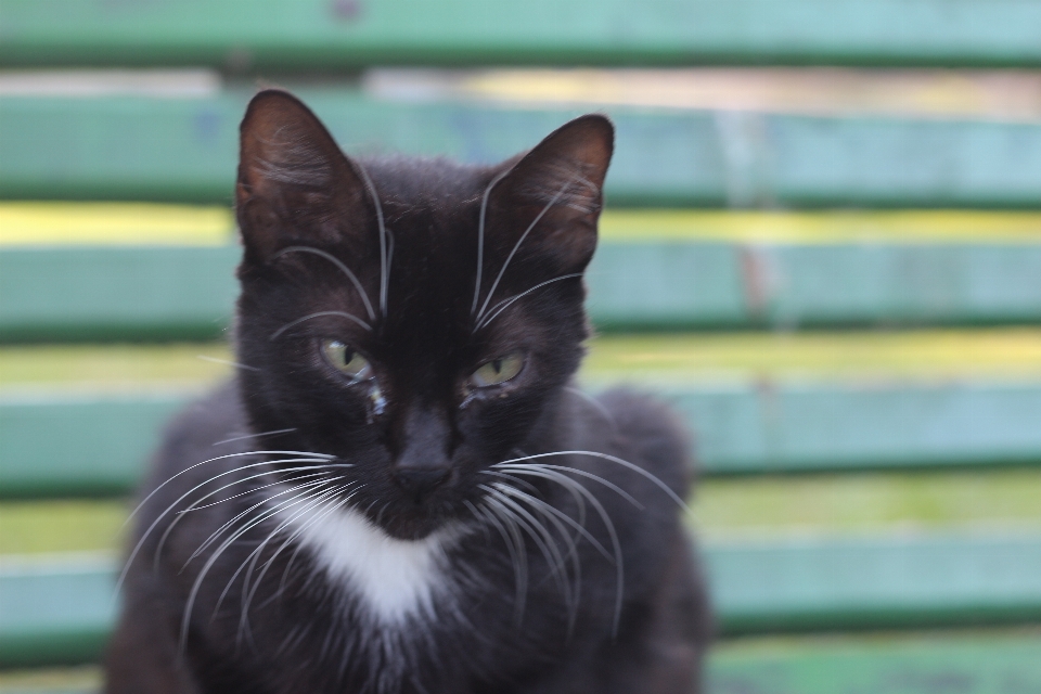 Chat noir mammifère moustaches
