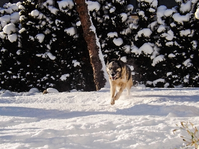 Photo Rauque hiver neige chien comme mammifère
