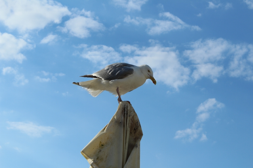 Langit burung paruh fauna