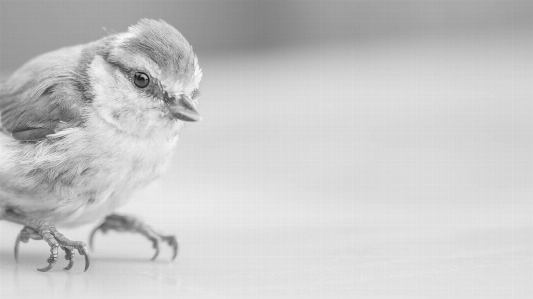 Foto Natureza floresta animais selvagens selvagem