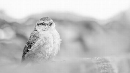 Foto Natureza floresta animais selvagens selvagem