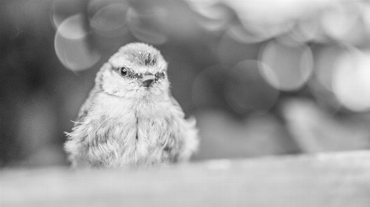 Foto Natura foresta animali selvatici selvaggio