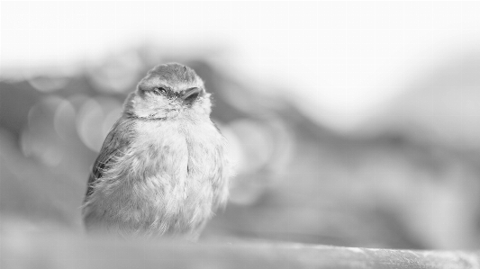 Foto Natureza floresta animais selvagens selvagem