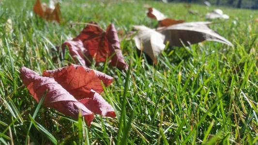 Flowers leaves autumn season Photo