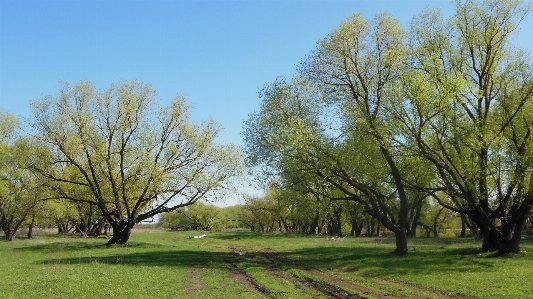 Tree ecosystem sky vegetation Photo