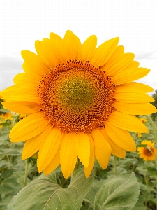 花 ひまわり 黄色 ヒマワリの種
 写真