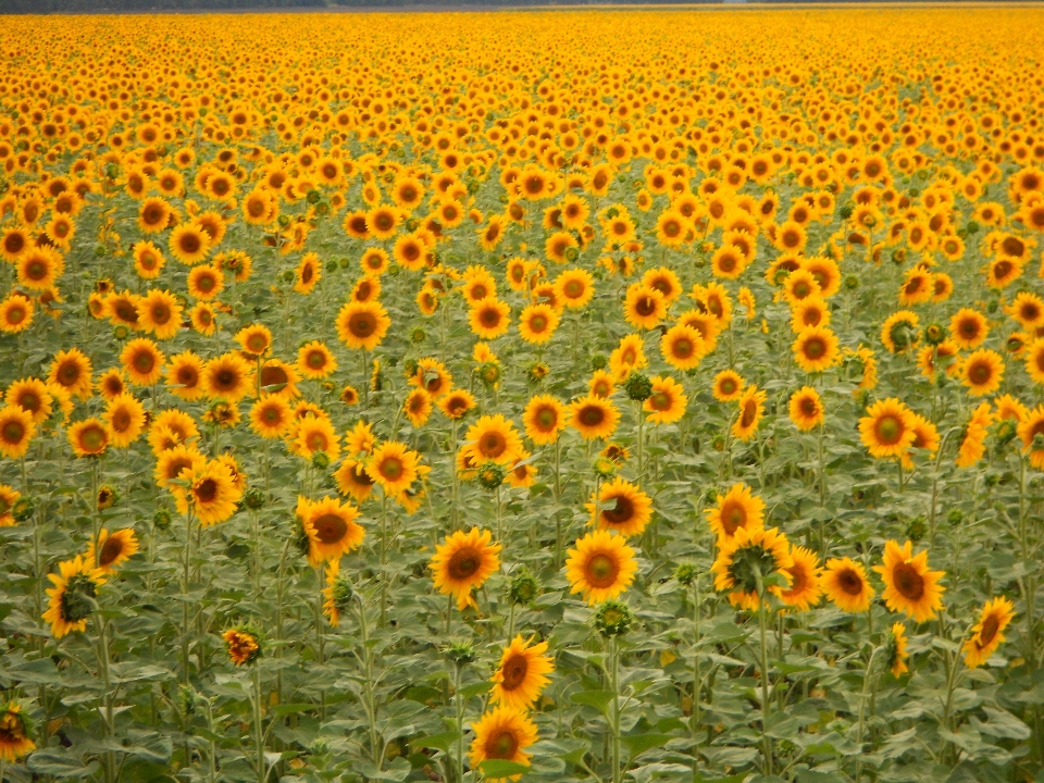 Fleur tournesol champ graines de tournesol
