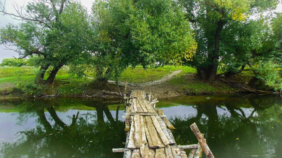 Pohon jalan air
 cagar alam
 cerminan