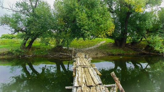 Tree waterway nature reserve reflection Photo