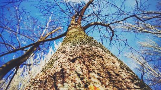 Foto Albero ramo cielo pianta legnosa
