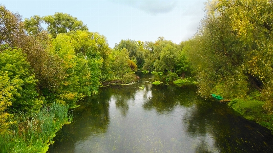 Tree waterway water reflection Photo